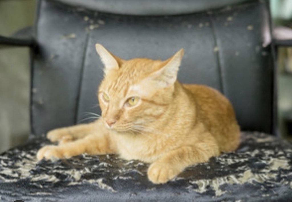 Cat Scratches On Leather Leather Repair Company Leather Encyclopaedia