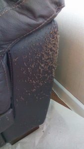 Cat Scratches On Sofa Front