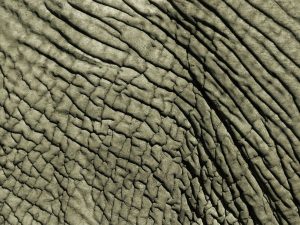 Elephant Leather Hide