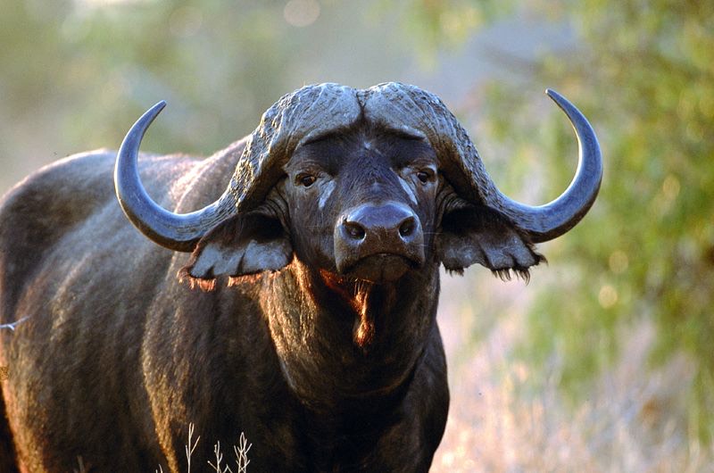 Water Buffalo Leather - Pro Restorers - Leather Encyclopaedia
